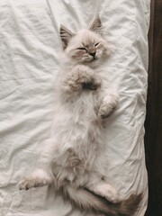 Katze