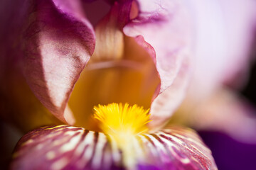 close up of a pink iris. Floral background with shallow depth of field.	