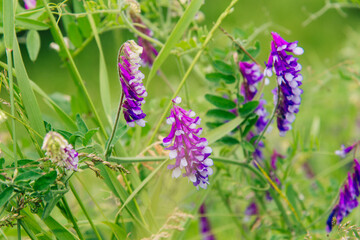 Blossom of lathyrus in the garden.