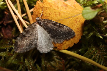 butterfly on the ground