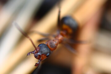 red ant on a leaf
