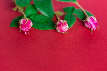 Beautiful pink flowers of rosebuds on a red background. Flat lay with copy space for the wedding, birthday, party or other celebration.
