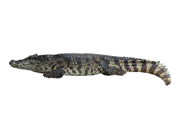 Close-up Large Crocodile image solated on white background.
