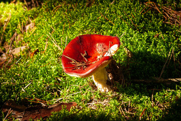 Grzyby w lesie  © Mariusz Stoszewski