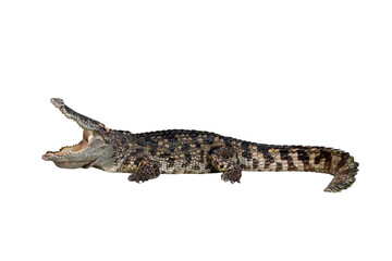 Close-up Large Crocodile image solated on white background.