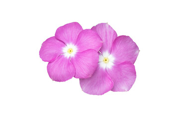 Image  pink flowers isolated on the white background. Image easy editable pink flowers.