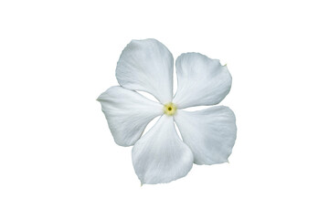Image white flowers isolated on the white background. Image easy editable white flowers.