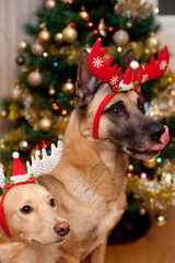 Leica & Iggy im Weihnachtsfieber unter dem Tannenbaum
