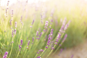 Panorama of lavender field morning summer blur background. Summer lavender. Floral background. Shallow depth of field	