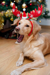 Leica & Iggy im Weihnachtsfieber unter dem Tannenbaum
