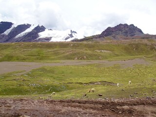 [Peru] Alpacas eating grass (Vinicunca mountain (Rainbow Mountain))