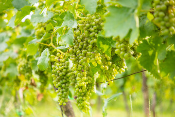 Wine Vineyards. Young wine bushes of grape plantation in Prague city, Czech republic 