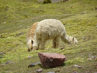 [Peru] Alpacas eating grass (Vinicunca mountain (Rainbow Mountain))