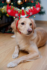 Leica & Iggy im Weihnachtsfieber unter dem Tannenbaum
