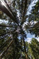 trees in the woods