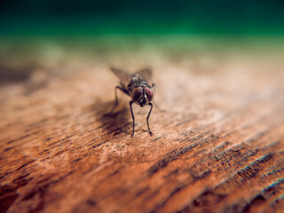 House Fly