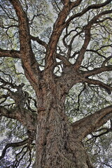 Fototapeta na wymiar Landa Park Oak Tree