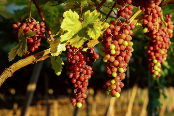 Vineyard for the production of table grapes through under awning breeding. Bunches of red grapes ripening in the foreground and multiple rows out of focus in the background. - Powered by Adobe
