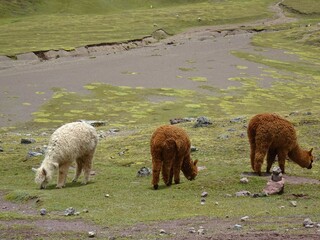 [Peru] Alpacas eating grass in a row (Vinicunca mountain (Rainbow Mountain))