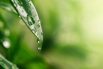 green leaf with dew drops in morning, purity nature background