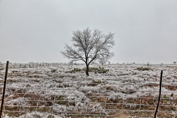 Texas Ice Storm