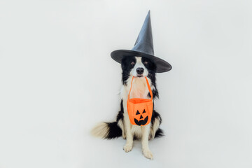 Trick or Treat concept. Funny puppy dog border collie in halloween hat witch costume holding pumpkin basket in mouth isolated on white background. Preparation for Halloween party.