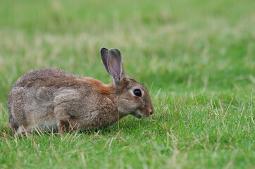 junges wildkaninchen frisst gras auf der wiese