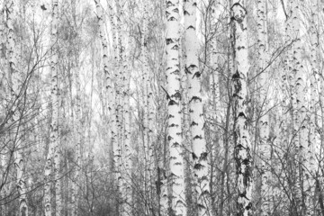 Young birches with black and white birch bark in winter in birch grove against background of other birches