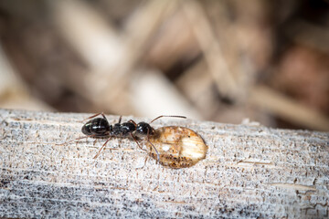 Camponotus piceus drink water and sugar in a plant