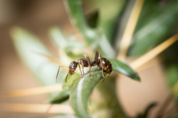 Formica cunicularia worker drinking sugar water in a leaf
