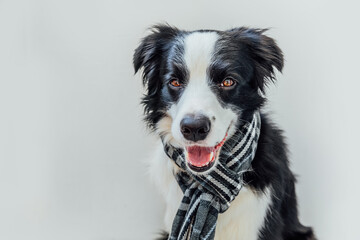 Funny cute puppy dog border collie wearing warm clothes scarf around neck isolated on white background. Winter or autumn dog portrait. Hello autumn fall. Hygge mood cold weather concept.