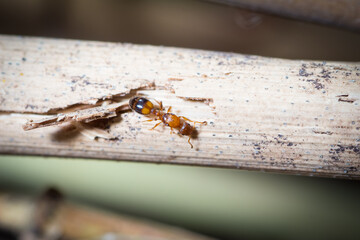 Temnothorax queen walks in a branch of a plant