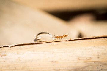 Temnothorax worker drink sugar water from a plant