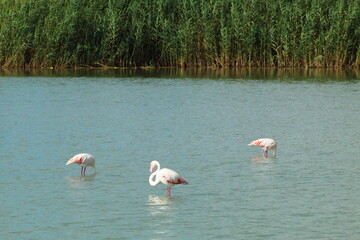 Pretty flamingos feeding silently in a quiet lagoon