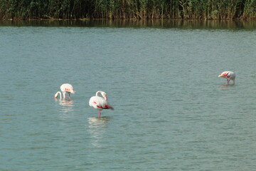 Naklejka premium Pretty flamingos feeding silently in a quiet lagoon