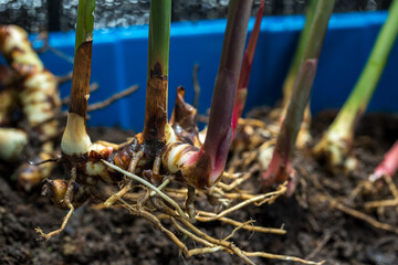 Fresh galangal. Greater Galangal, False Galangal, Alpinia galanga (L.) Willd. Stalks, Thailand herb has medicinal properties.