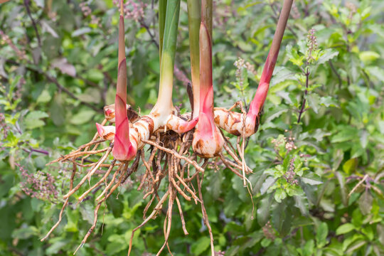 Fresh galangal. Greater Galangal, False Galangal, Alpinia galanga (L.) Willd. Stalks, Thailand herb has medicinal properties.