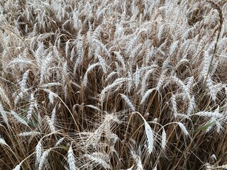 Wheat Field.