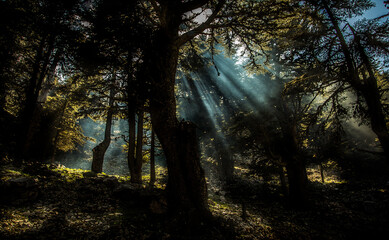 Fototapeta premium Sunlight filtering through a cedar tree in Antalya Bey Mountains