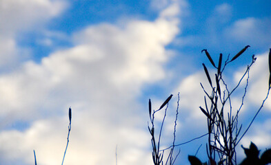 Green touching the blue skies