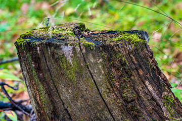 Old tree stump in green forest. Dead oak tree and moss