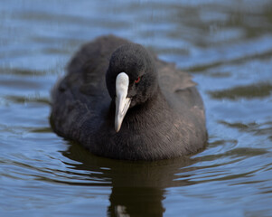 Duck in water 