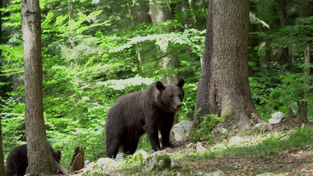 Brown bear in the Slovenia forest. European wildlife. Bears family eat in the wood.
