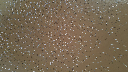 Aerial drone shot over White Migratory Birds Murmuration Over brown Surface Of Sea