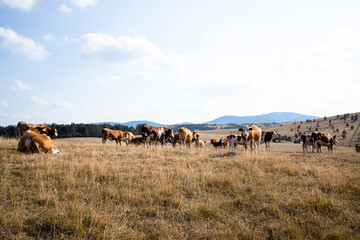 Obraz premium Group of cows standing outdoors in the field and grazing.