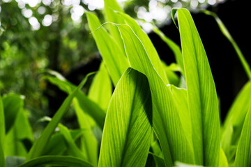 Turmeric, Haldi (Curcuma Longa) plant leaves isolated. Asian herb, India. Herbal Plant, Turmeric, Haldi farming.