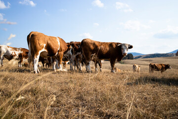 Group of cows standing outdoors in the field and grazing.