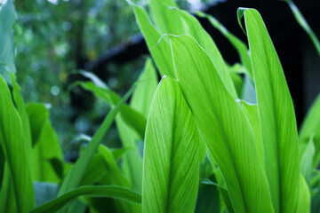 Turmeric, Haldi (Curcuma Longa) plant leaves isolated. Asian herb, India. Herbal Plant, Turmeric, Haldi farming.