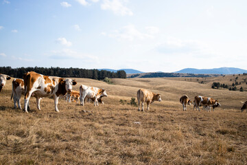 Group of cows standing outdoors in the field and grazing.