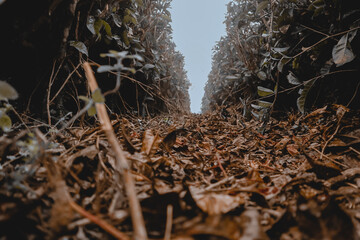 dry leaves in the tea garden